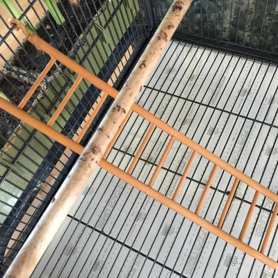 Cầu thang lồng (Cage Ladder)