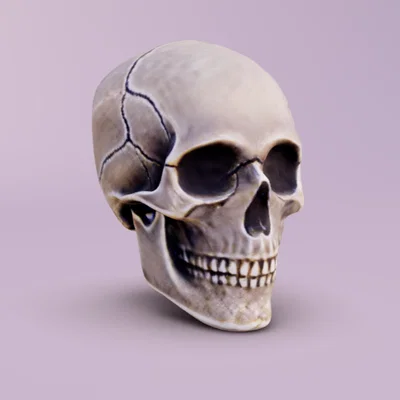 Mô hình Sọ Người (Human Skull) in 3D – File STL