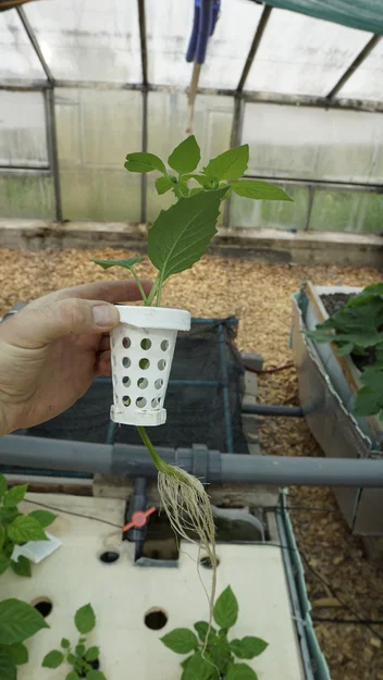 Clip-in Net Pots (Rọ Trồng Thủy Canh Dạng Kẹp Mở/Đóng) - Image 8