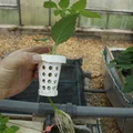 Clip-in Net Pots (Rọ Trồng Thủy Canh Dạng Kẹp Mở/Đóng) - Thumbnail 8