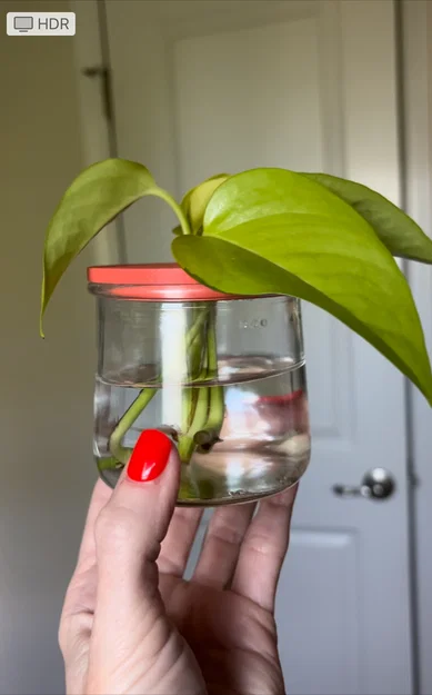 Nắp ươm cành giâm cho hũ Oui (Oui Jar Plant Propagation Lid) - Image 2