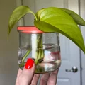 Nắp ươm cành giâm cho hũ Oui (Oui Jar Plant Propagation Lid) - Thumbnail 2