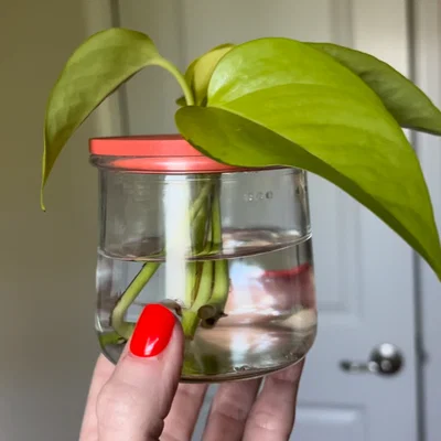 Nắp ươm cành giâm cho hũ Oui (Oui Jar Plant Propagation Lid)
