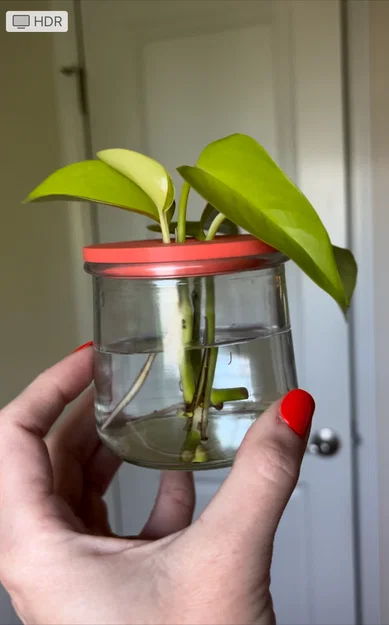 Nắp ươm cành giâm cho hũ Oui (Oui Jar Plant Propagation Lid) - Image 3