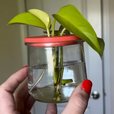 Nắp ươm cành giâm cho hũ Oui (Oui Jar Plant Propagation Lid)