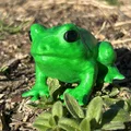 Froggy Friend – Bé Ếch Dễ Thương Trang Trí - Thumbnail 5