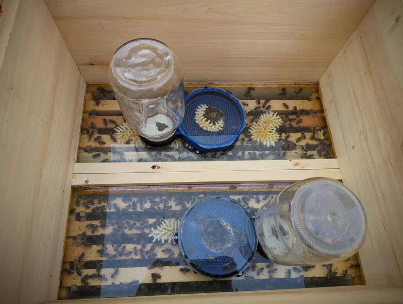 Foulds Feeder 1000 (Bộ cho ong ăn mason jar đặt trong thùng) - Image 1