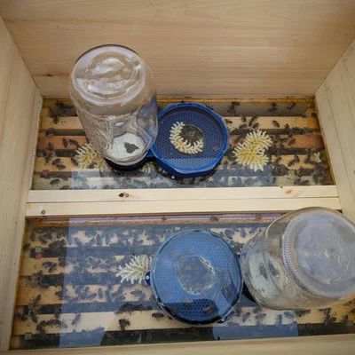 Foulds Feeder 1000 (Bộ cho ong ăn mason jar đặt trong thùng)