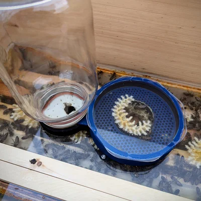 Foulds Feeder 1000 (Bộ cho ong ăn mason jar đặt trong thùng)