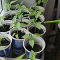 Nắp bình tưới cây 3D tiện lợi cho cây cảnh và rau củ tại nhà - Thumbnail 2