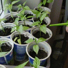 Nắp bình tưới cây 3D tiện lợi cho cây cảnh và rau củ tại nhà