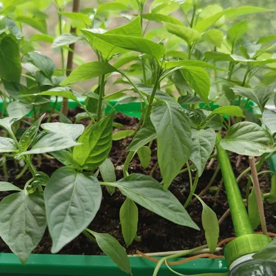 Nắp bình tưới cây 3D tiện lợi cho cây cảnh và rau củ tại nhà