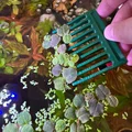 Lược/Cào Vớt Cây Nổi Hồ Cá (Aquarium Floating Plants Comb / Rake) - Thumbnail 3