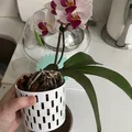 Insert trồng lan cho chậu hoa (Orchid insert for flower pot) - Thumbnail 3