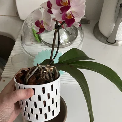 Insert trồng lan cho chậu hoa (Orchid insert for flower pot)
