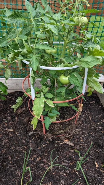 Khung Đỡ Cà Chua Modular (Modular Tomato Cage) - Image 1