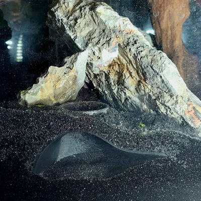 Hang trú ẩn 3D cho tép và cá nhỏ - Phụ kiện Aquarium tinh tế