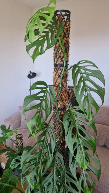 Mosspole – Trụ rêu module cho cây leo - Image 2