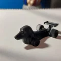 Dachshund F1 - Thumbnail 1
