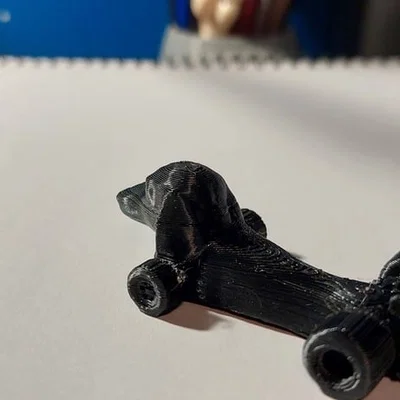 Dachshund F1