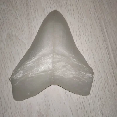Răng Megalodon (NHMW) bản easy print