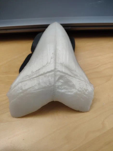 Răng Megalodon (NHMW) bản easy print - Image 2