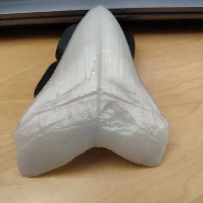 Răng Megalodon (NHMW) bản easy print