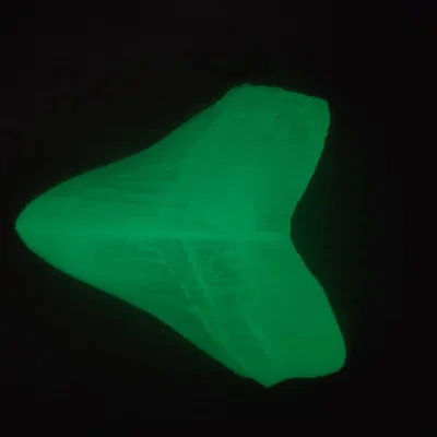 Răng Megalodon (NHMW) bản easy print