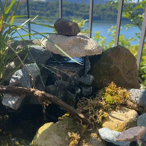 Thác Nước Mini Cho Hồ Nhỏ (Tiny Waterfall for Pond)