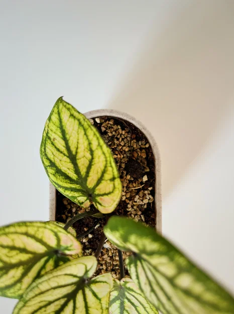 PLANTER POT MINI – Chậu cây mini tối giản - Image 2