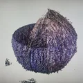 Vỏ dừa (Coconut shell) - Thumbnail 2