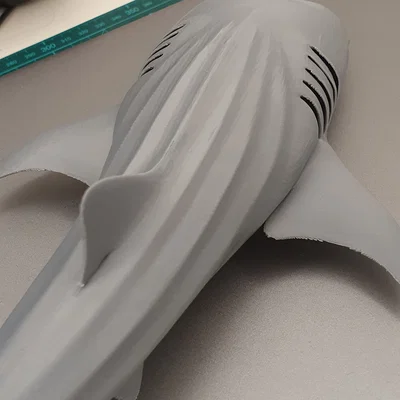 Cá Nhám Voi Hùng Vĩ (Majestic Whale Shark)