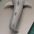 Cá Nhám Voi Hùng Vĩ (Majestic Whale Shark) - Thumbnail 7