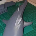 Cá Nhám Voi Hùng Vĩ (Majestic Whale Shark) - Thumbnail 15