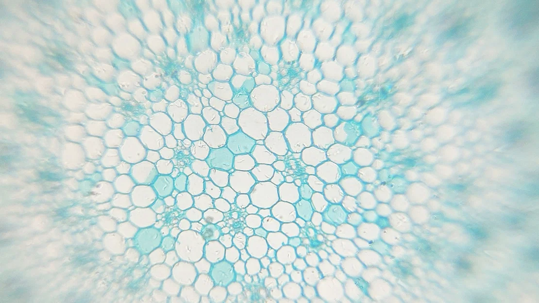 Mobile Microscope – Kính hiển vi gắn smartphone in 3D siêu tiết kiệm - Image 6