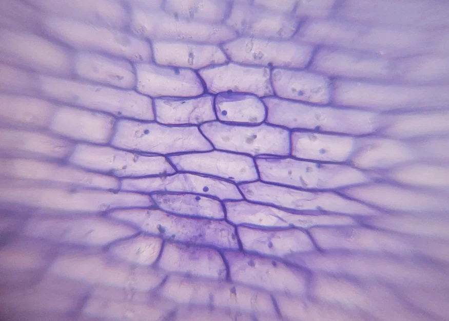 Mobile Microscope – Kính hiển vi gắn smartphone in 3D siêu tiết kiệm - Image 8