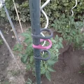Kẹp dẫn cây cà chua (Planten clip tomaten / plant clip tomatoes) - Thumbnail 1