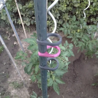 Kẹp dẫn cây cà chua (Planten clip tomaten / plant clip tomatoes)
