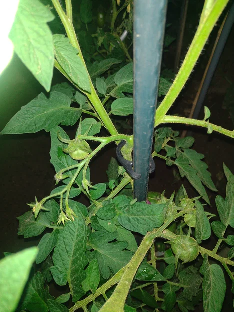 Kẹp dẫn cây cà chua (Planten clip tomaten / plant clip tomatoes) - Image 2