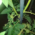 Kẹp dẫn cây cà chua (Planten clip tomaten / plant clip tomatoes) - Thumbnail 2