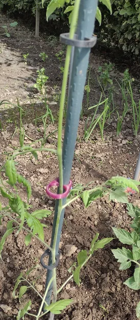 Kẹp dẫn cây cà chua (Planten clip tomaten / plant clip tomatoes) - Image 3