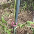 Kẹp dẫn cây cà chua (Planten clip tomaten / plant clip tomatoes) - Thumbnail 3
