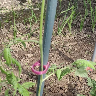 Kẹp dẫn cây cà chua (Planten clip tomaten / plant clip tomatoes)