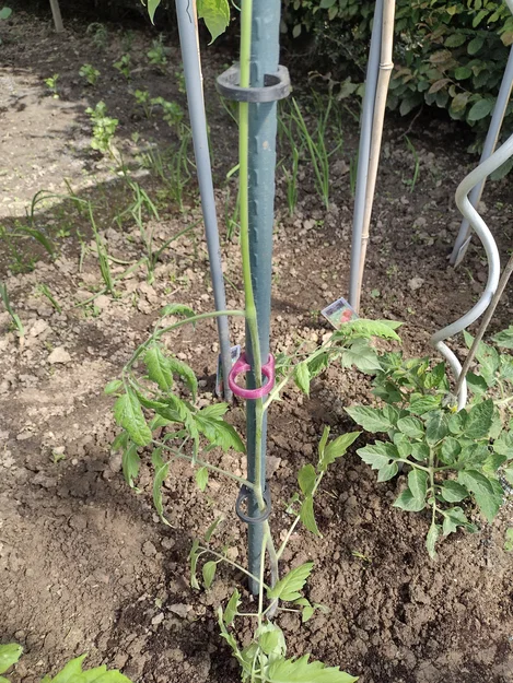 Kẹp dẫn cây cà chua (Planten clip tomaten / plant clip tomatoes) - Image 4