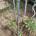 Kẹp dẫn cây cà chua (Planten clip tomaten / plant clip tomatoes) - Thumbnail 4