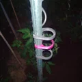 Kẹp dẫn cây cà chua (Planten clip tomaten / plant clip tomatoes) - Thumbnail 10