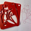 Template Giải Phẫu Tim (Cardiac Anatomy Template) - Thumbnail 1