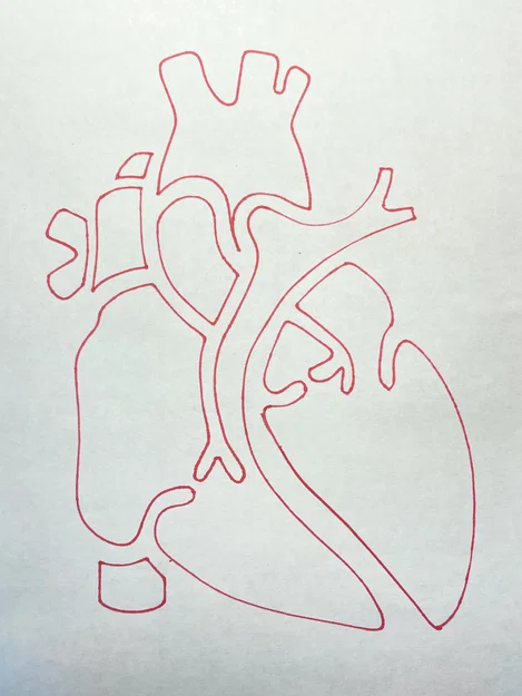Template Giải Phẫu Tim (Cardiac Anatomy Template) - Image 2