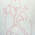 Template Giải Phẫu Tim (Cardiac Anatomy Template) - Thumbnail 2