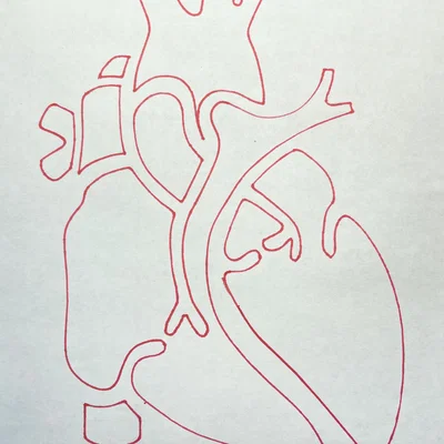 Template Giải Phẫu Tim (Cardiac Anatomy Template)